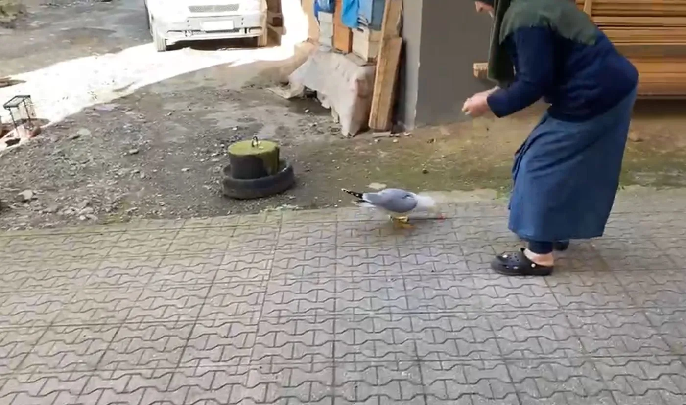 Rize’deki marketin kapısında bekleyen martı esnafın beşinci evladı oldu