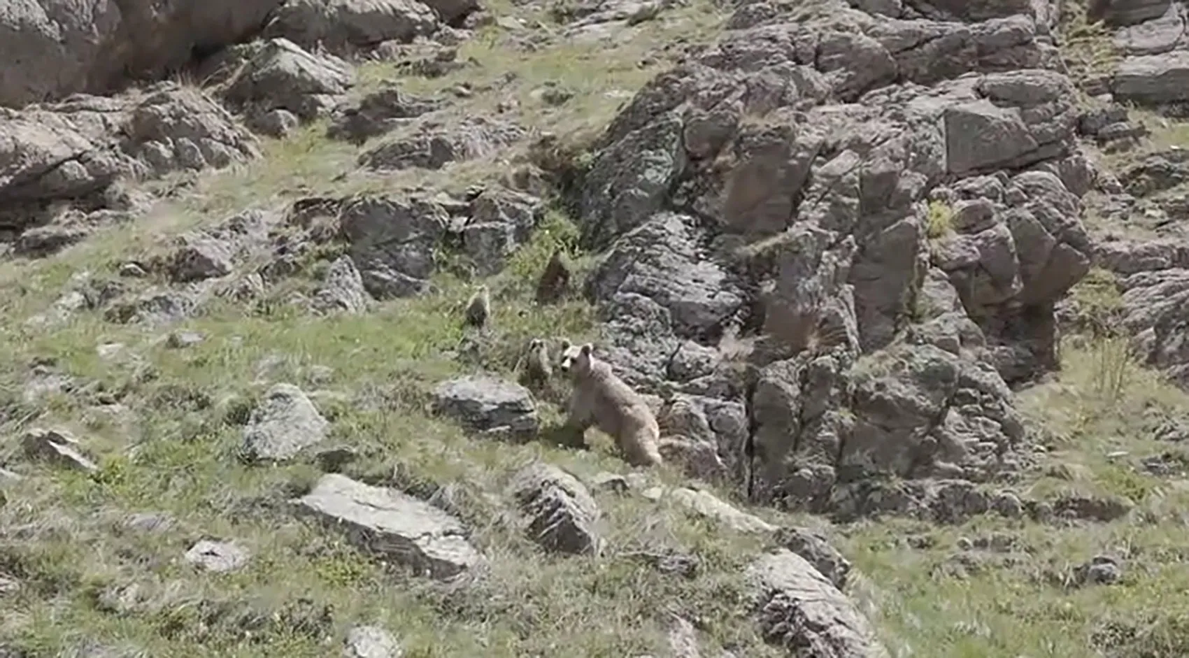 Erzurum dağlarında anne ayı ve yavrularının nadir anları