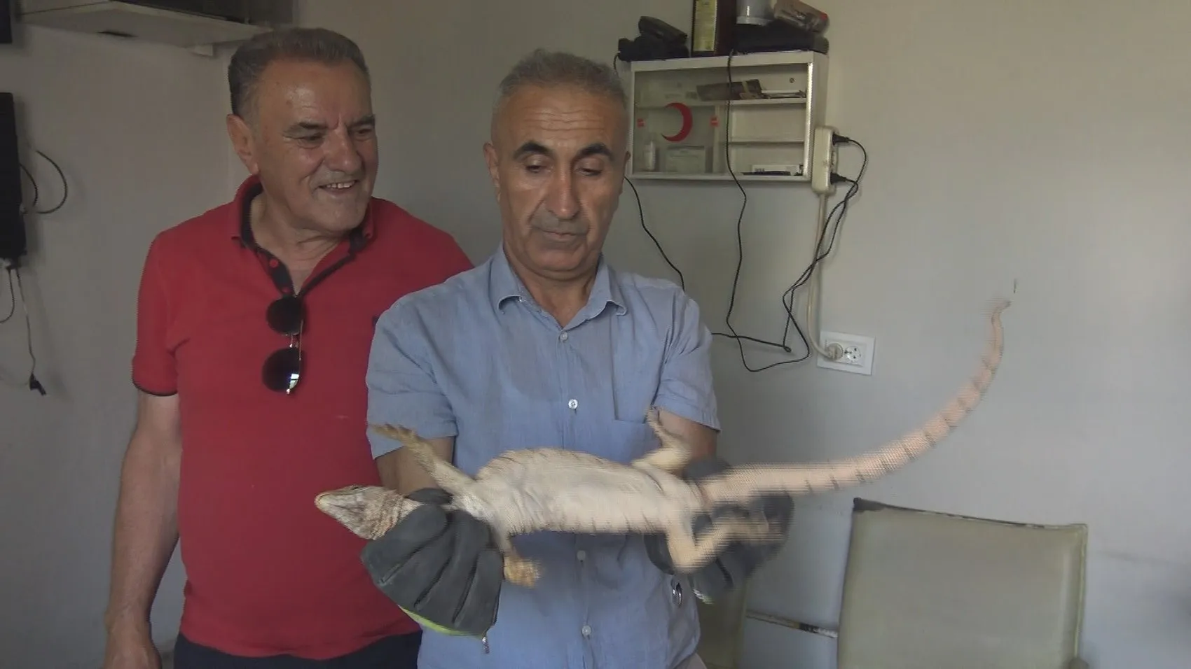 Silopi'de odunluktan çıkan dev kertenkele ekipleri harekete geçirdi