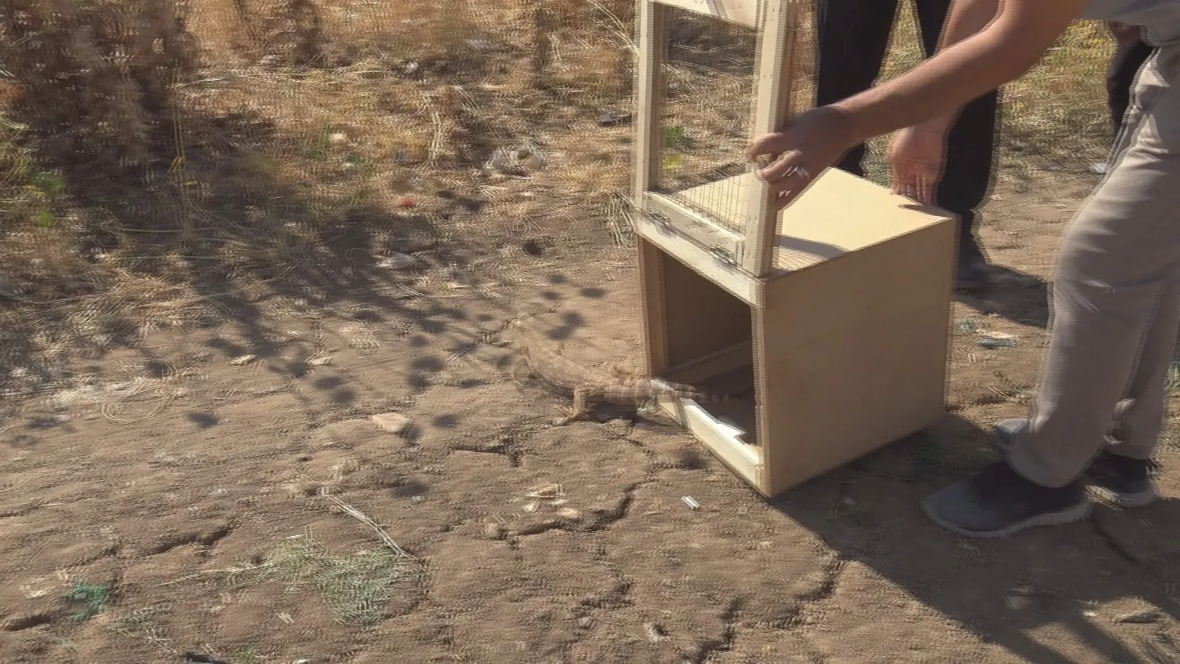 Silopi'de odunluktan çıkan dev kertenkele ekipleri harekete geçirdi