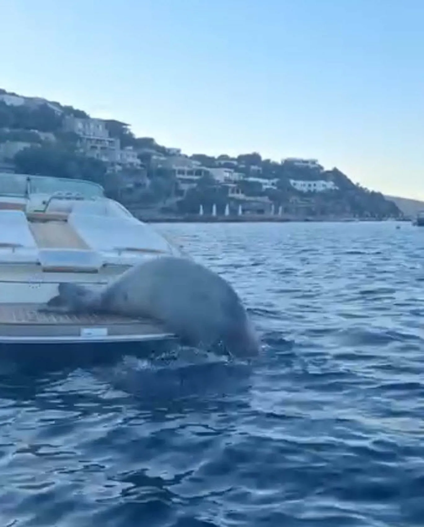 Bodrum açıklarında misafirimiz var