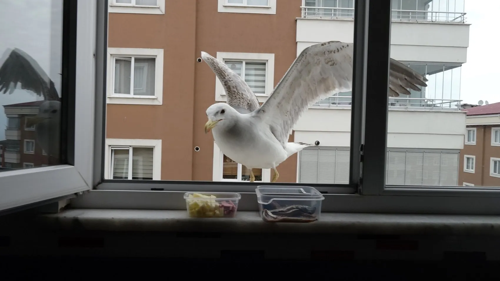 Trabzonlu öğretmenin mutfağındaki davetsiz ama sevimli misafir