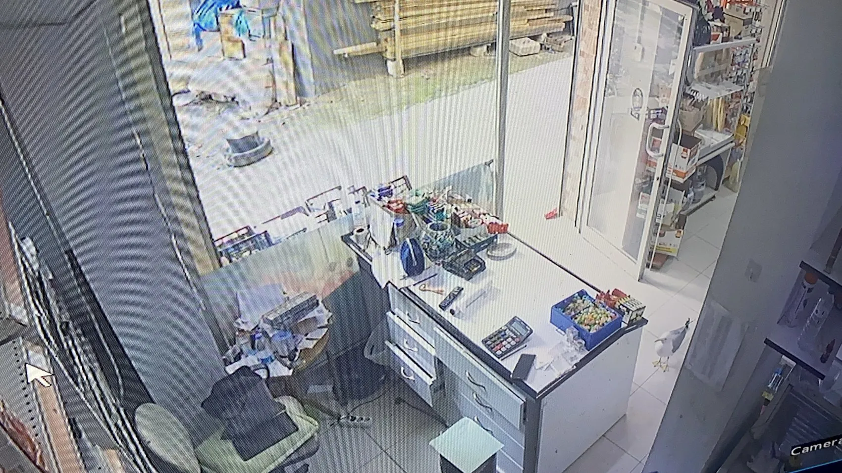 Rize’deki marketin kapısında bekleyen martı esnafın beşinci evladı oldu