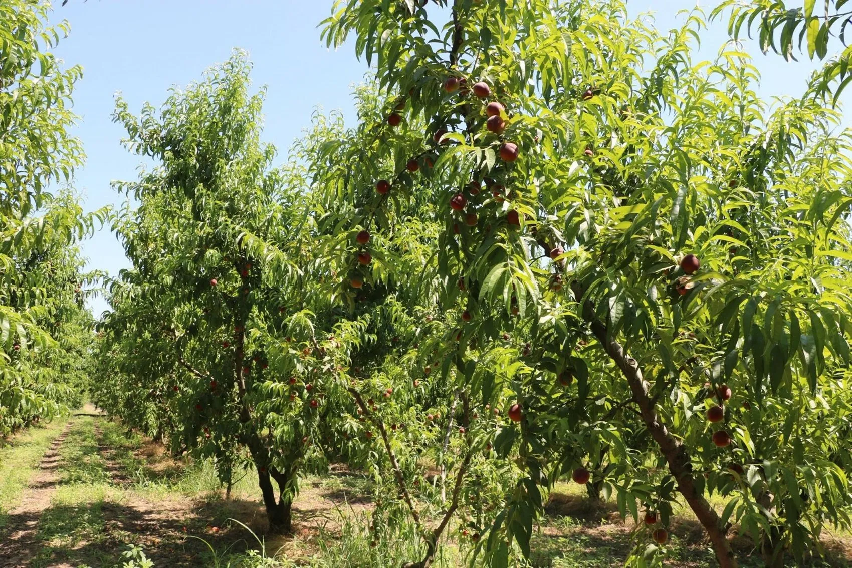 Kemalpaşa şeftalisinde bereketli sezon Rekolte yüz güldürecek