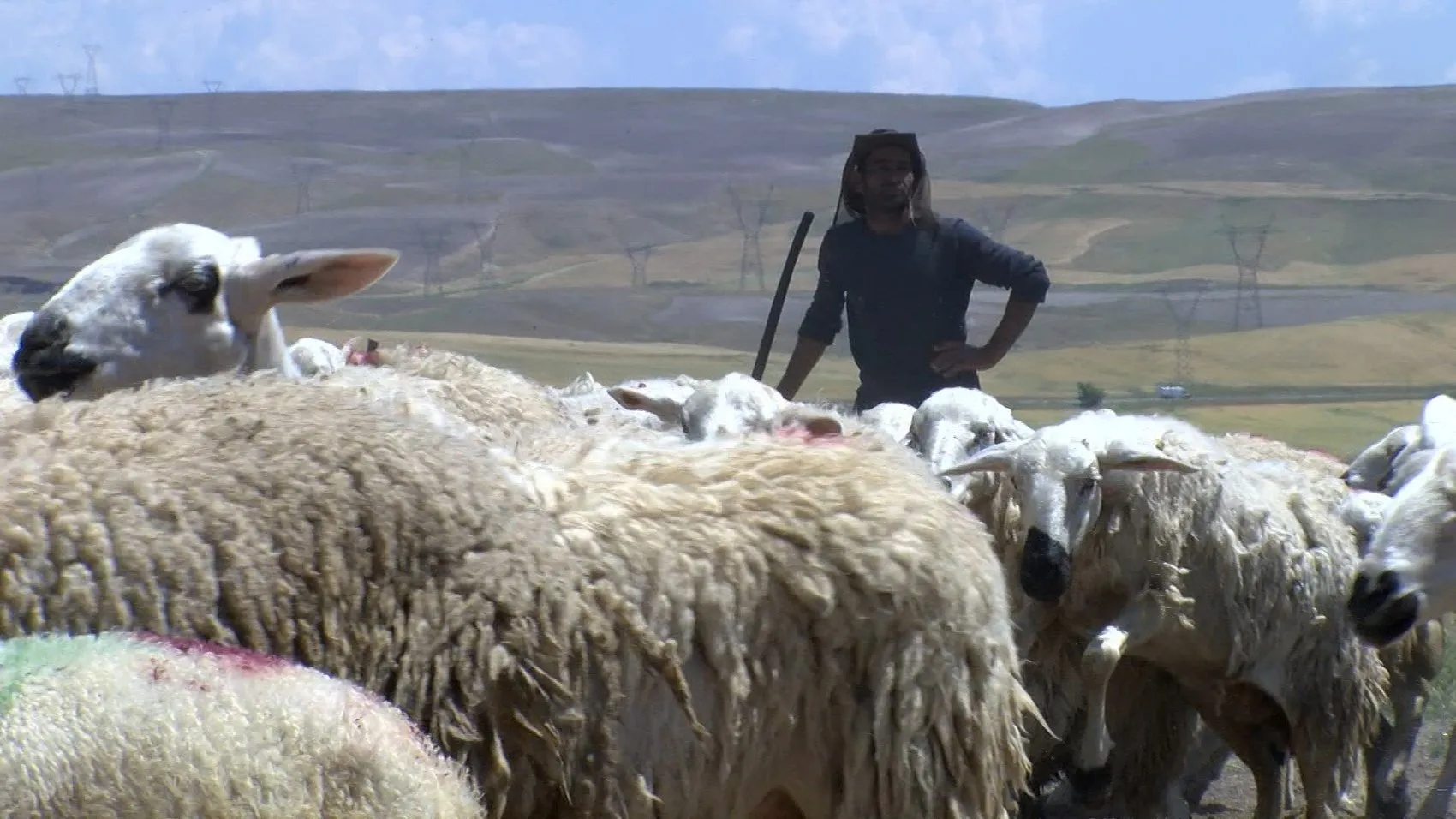 Malatya’da yayla mesaisi başladı ve çoban maaşları dudak uçuklattı