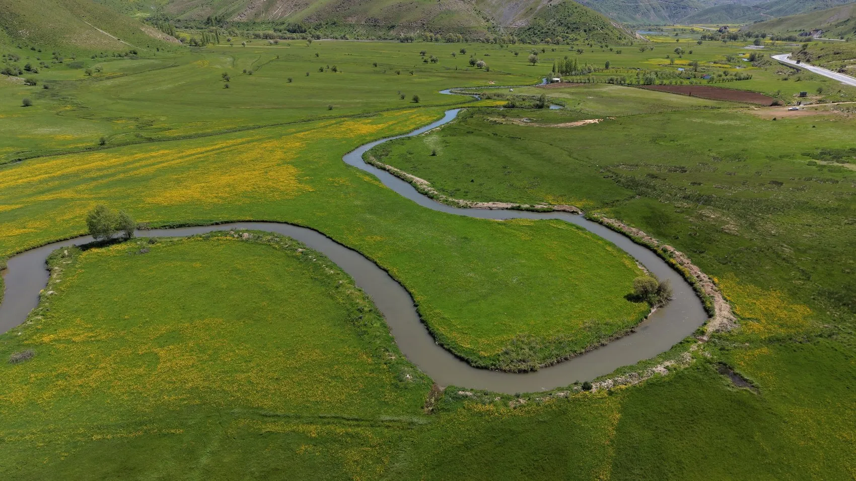 Bitlis’in saklı güzelliği sarı çiçeklerle renklendi