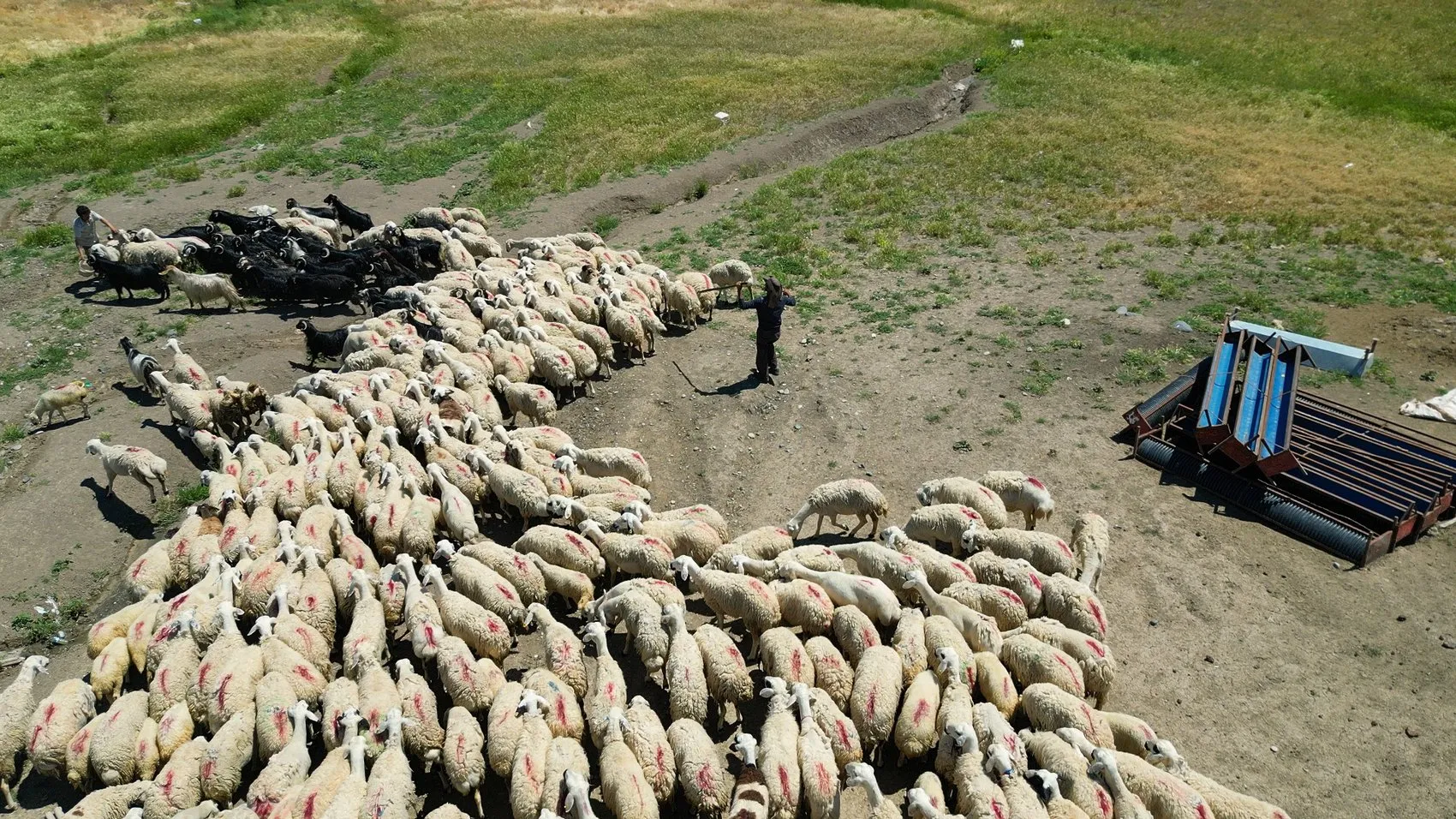 Malatya’da yayla mesaisi başladı ve çoban maaşları dudak uçuklattı
