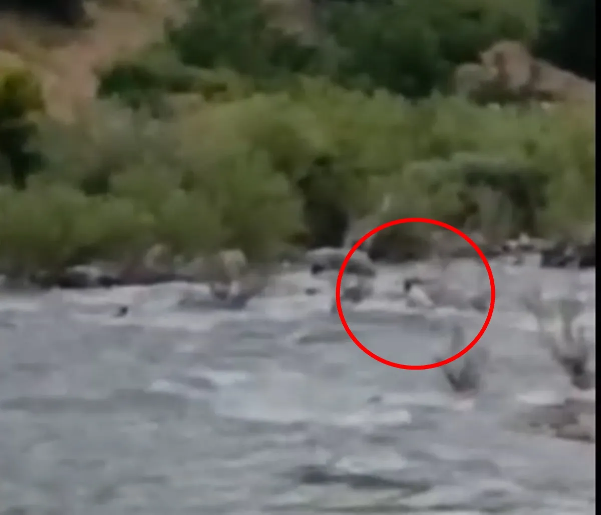Bingöl’de çayda kaybolan kişiyi arama çalışmaları sürüyor