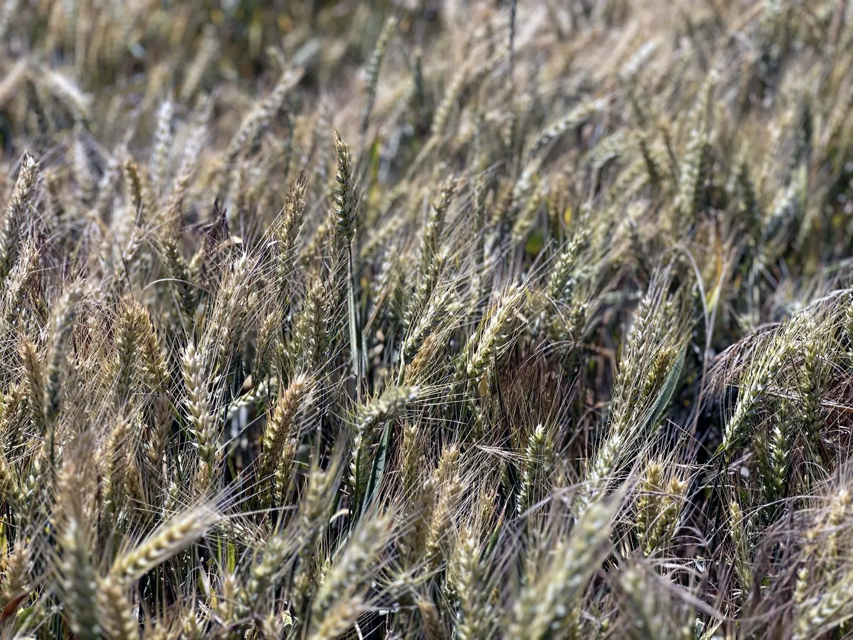 Edirne buğday tarlalarında yağış bereketi ama fiyat krizi