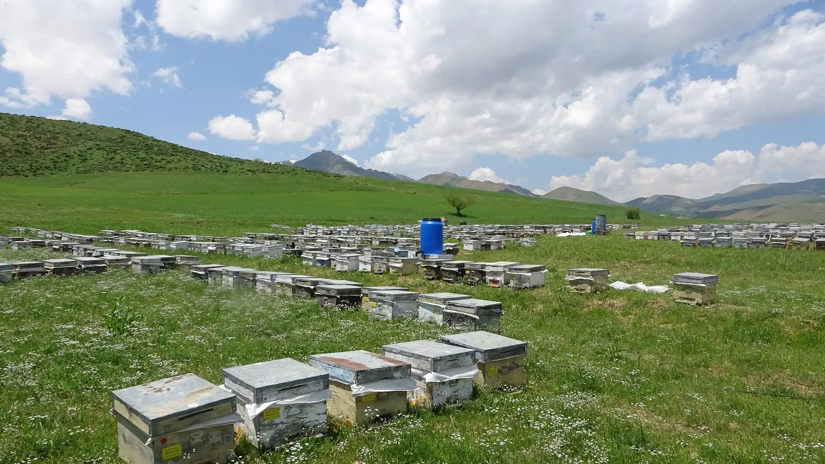 Bodrumdan Hakkari yaylalarına uzanan bal hasadı
