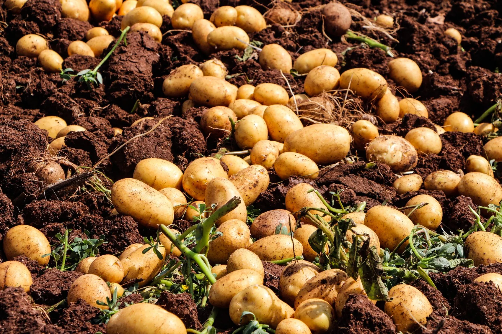 Çukurova’da patates bereketi fiyatı aşağı çekti