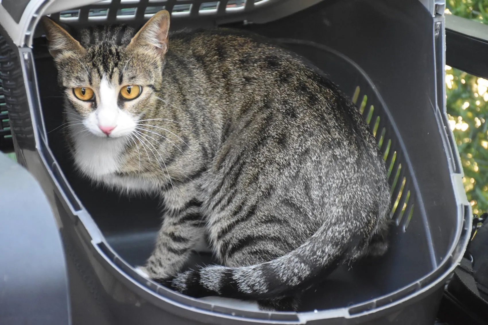 İzmir'de erkek sanılan kedi doğum yapınca herkes şoke oldu
