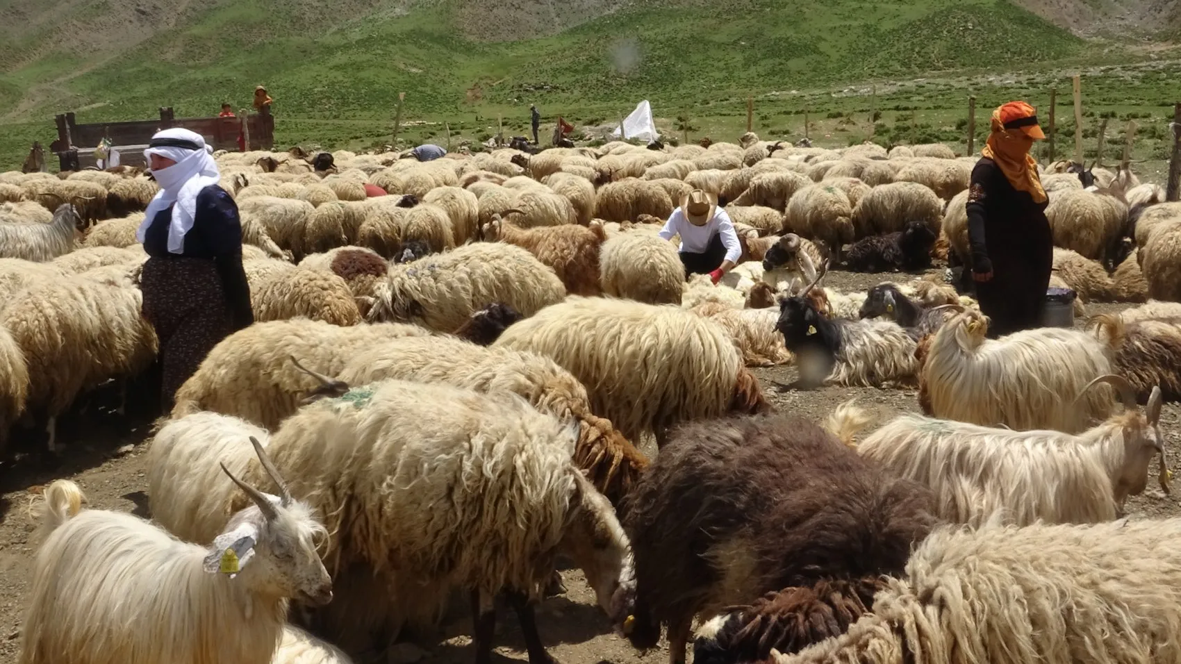 Yüksekova'da berivanlar gün ağarmadan yayla yoluna düşüyor