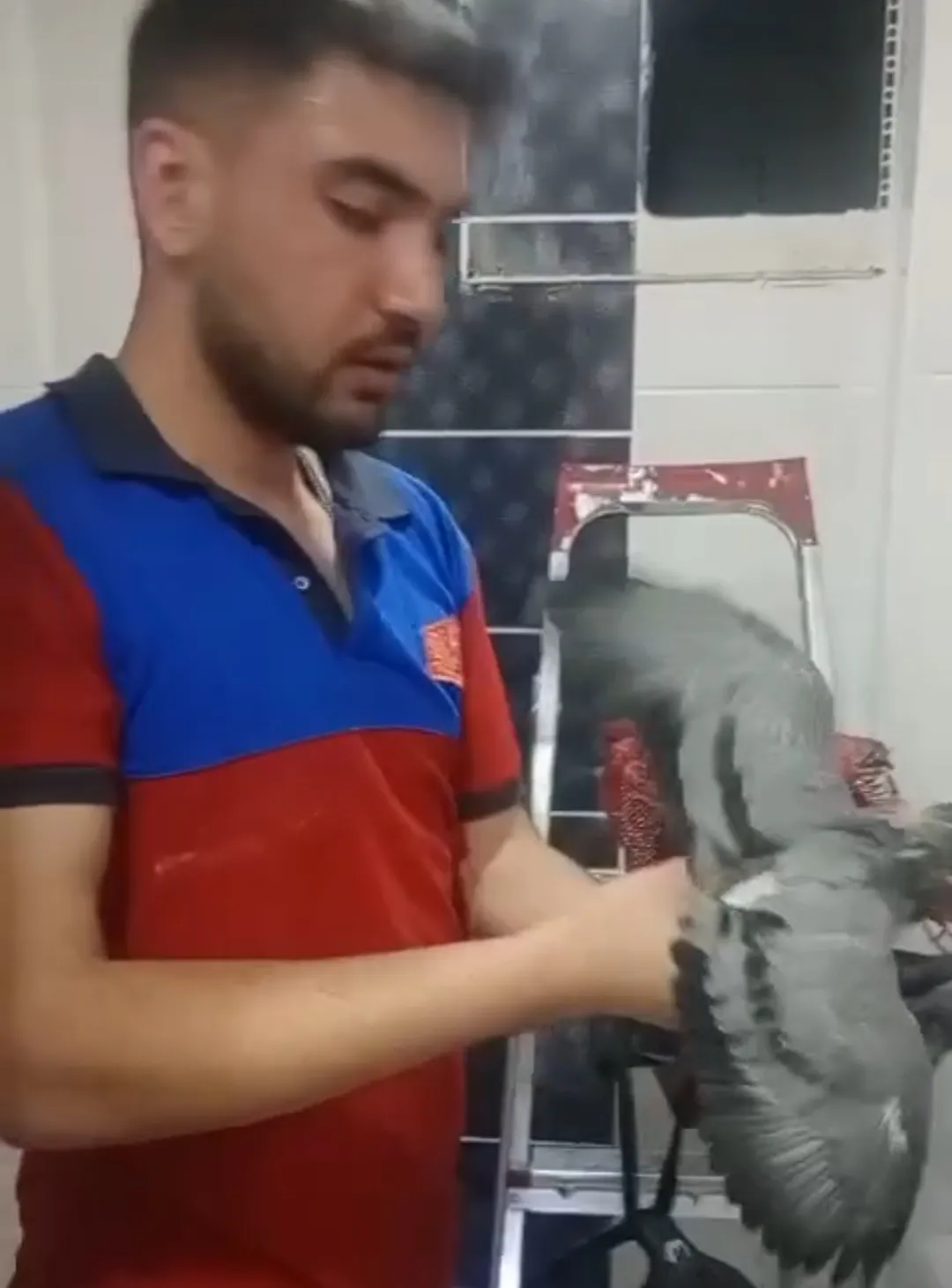 Adıyaman'da apartman boşluğunda mahsur kalan güvercini itfaiye kurtardı