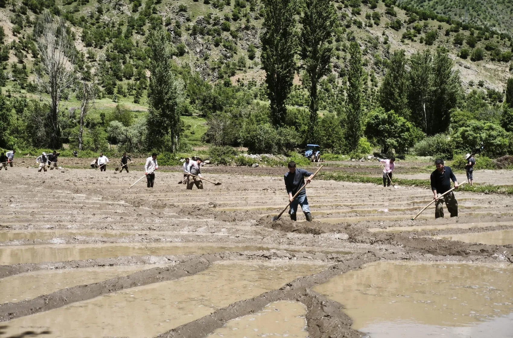 Bitlis’te asırlık çeltik mesaisi imeceyle başladı