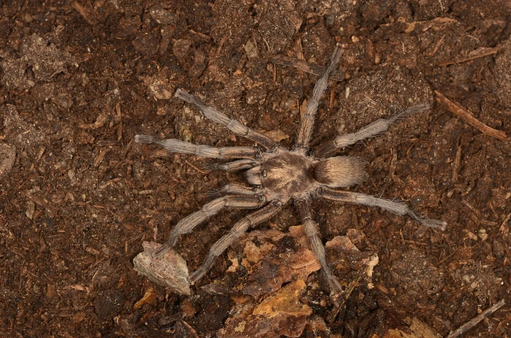 Aydın'da bulunan tarantula türü Türkiye kayıtlarına girdi