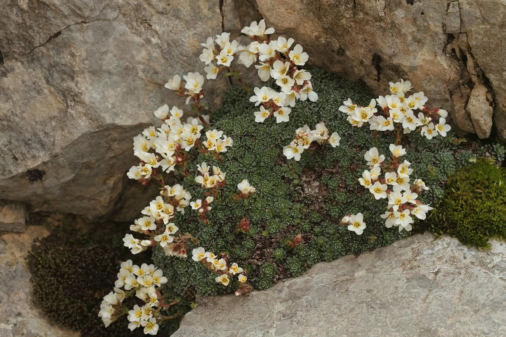 Düldül Dağı’nda keşfedilen yeni bitkiye eşinin ismini verdi
