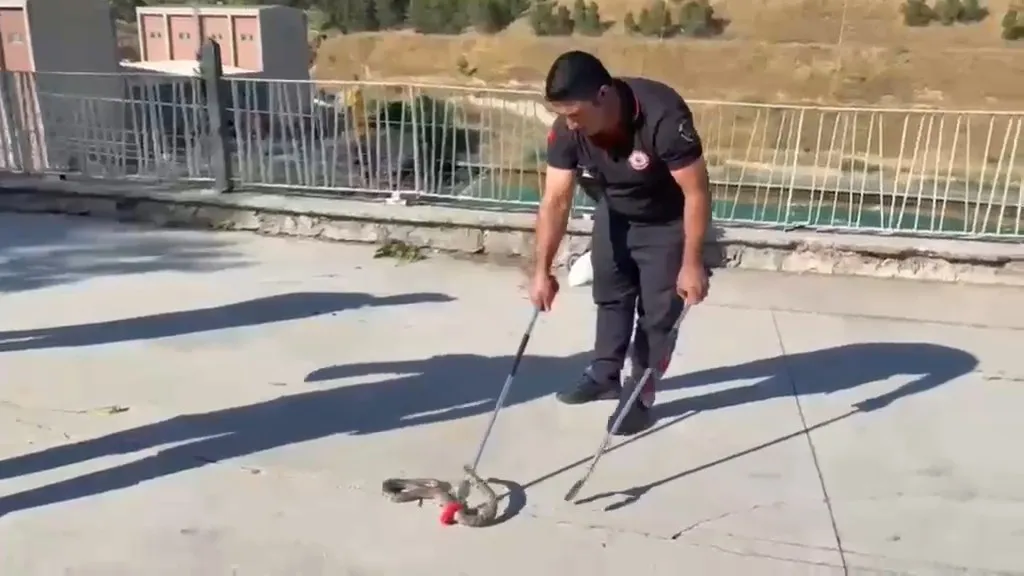 Urfa'da piknik yapan aileyi şoke eden davetsiz misafir