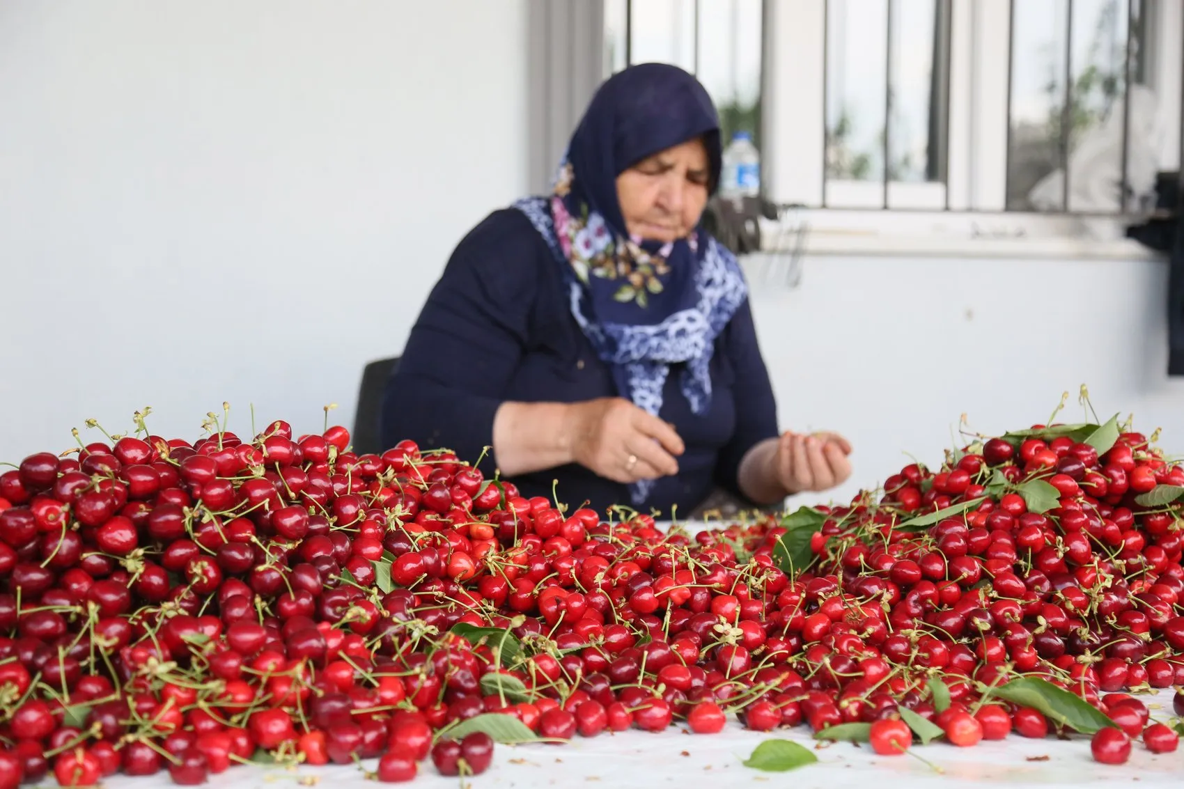 Kirazda ihracat sezonu açıldı