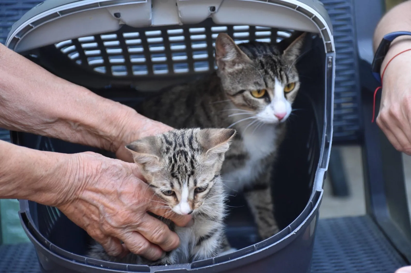 İzmir'de erkek sanılan kedi doğum yapınca herkes şoke oldu