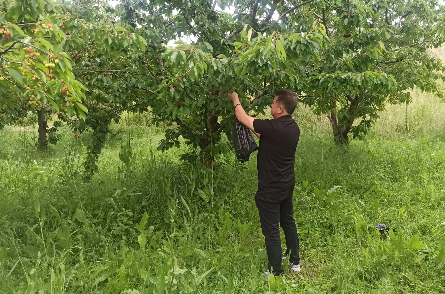 Akşehir kirazında yüzler gülüyor