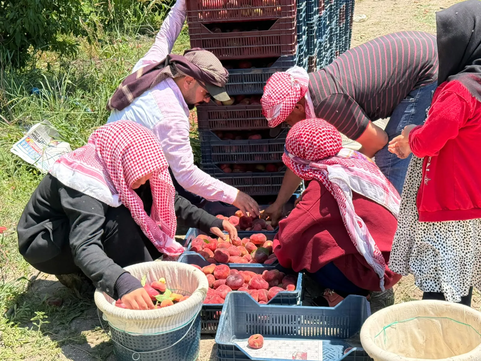 Hatay'da üreticinin 15 liraya sattığı şeftali pazarda 60 lira