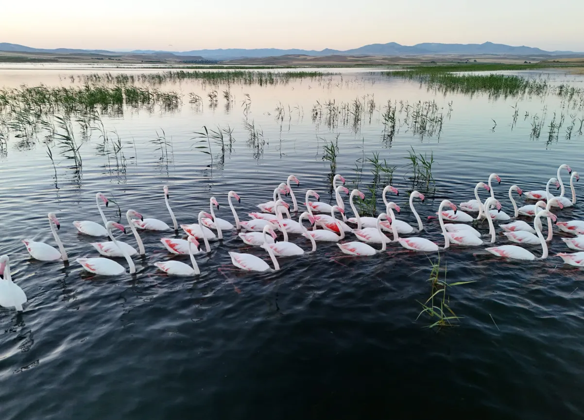 Flamingoların göç molası Aksaray semalarını renklendirdi