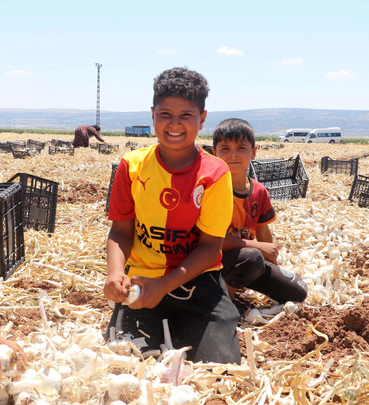 Araban ovasında sarımsak hasadı başladı ama üreticinin yüzü gülmüyor