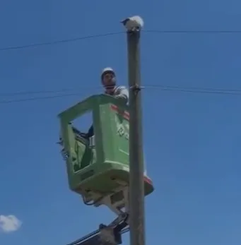 Amasya'da direğe çıkan kedi için enerji kesildi