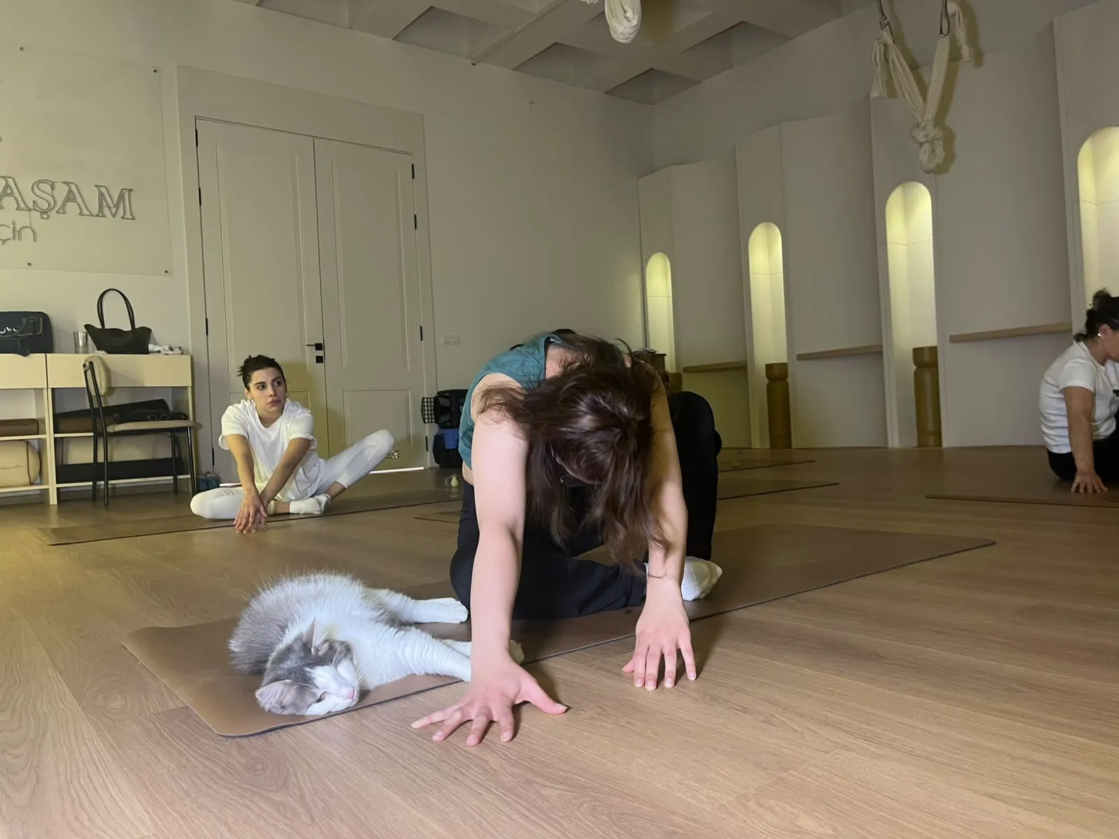 Ankaralı kadınlar stres atmak için kedilerle yoga matına çıktı