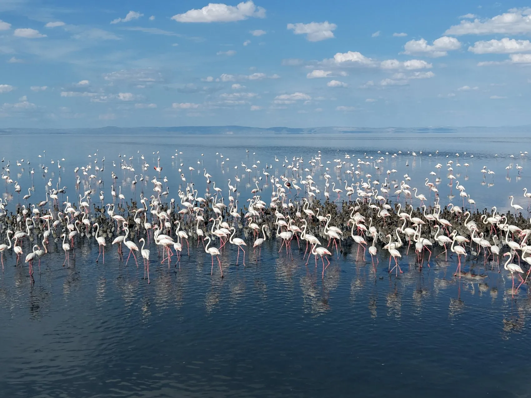Tuz Gölü flamingo nüfusunda büyük artış yaşanıyor