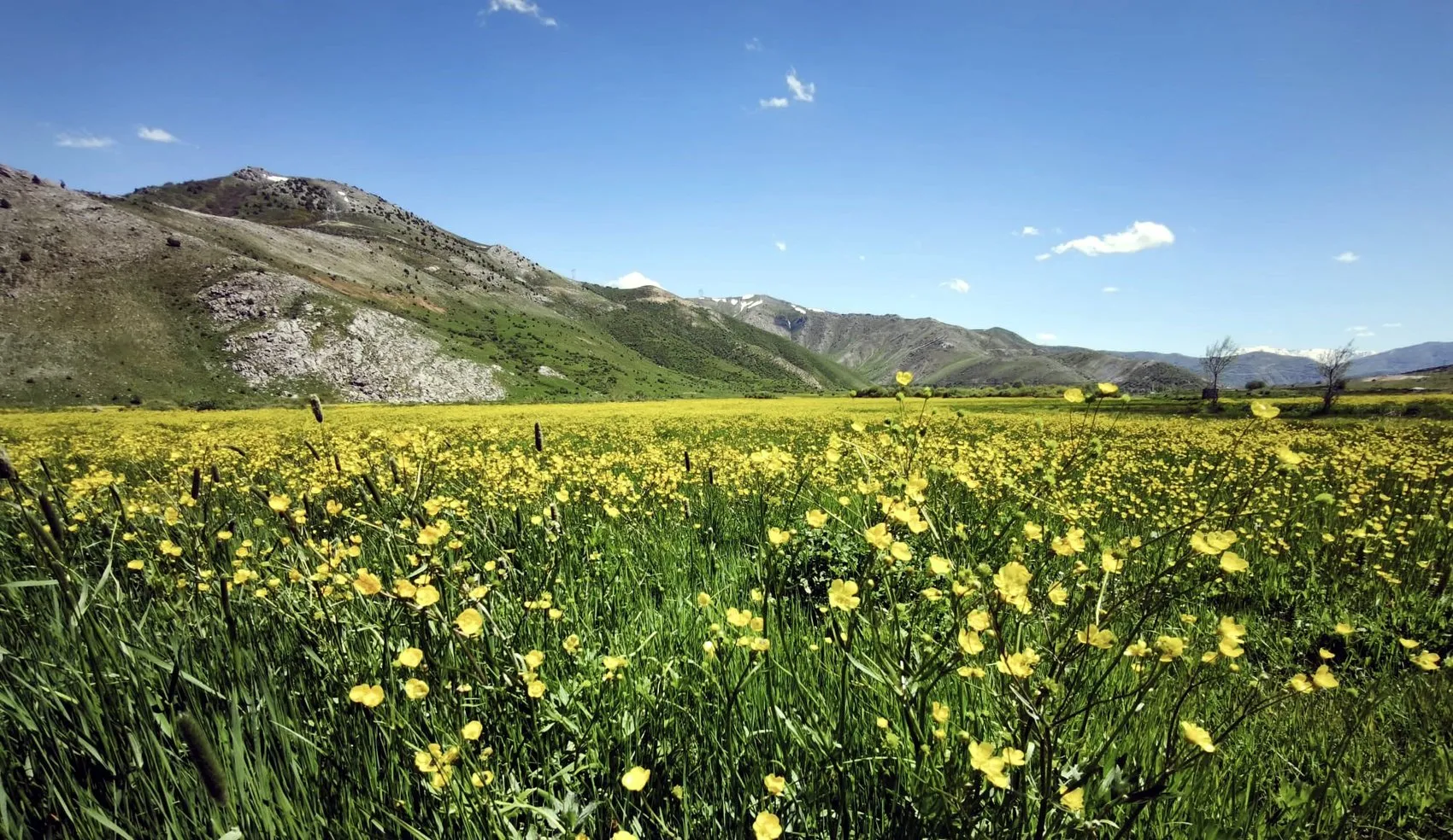 Bitlis’in saklı güzelliği sarı çiçeklerle renklendi