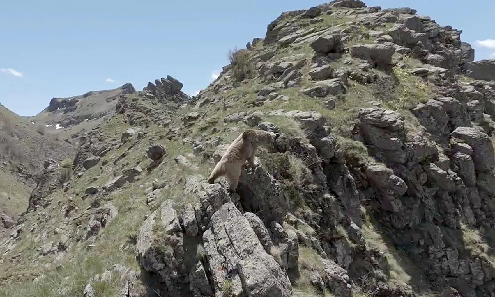 Erzurum dağlarında anne ayı ve yavrularının nadir anları