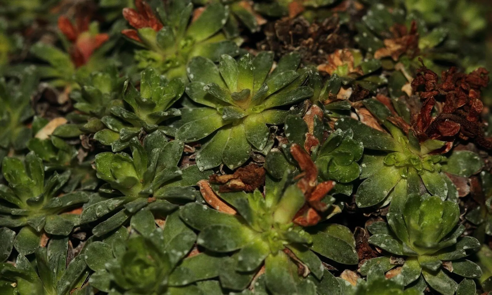 Düldül Dağı’nda keşfedilen yeni bitkiye eşinin ismini verdi