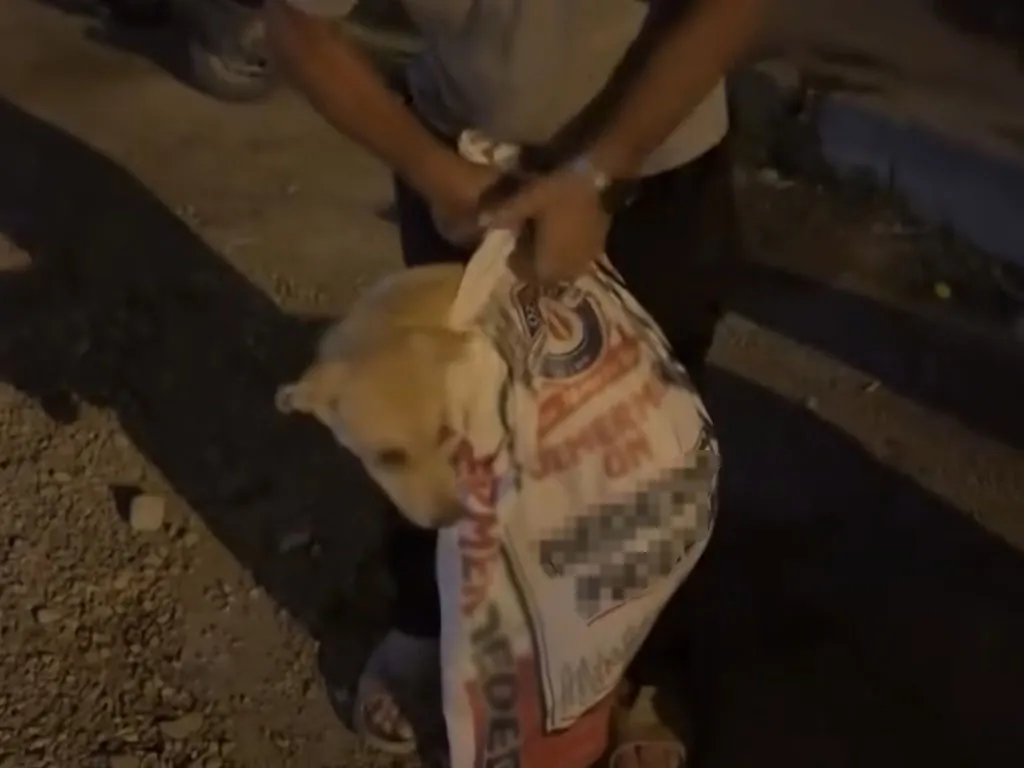 Hatay'da bir kişi köpeği çuvala hapsetti