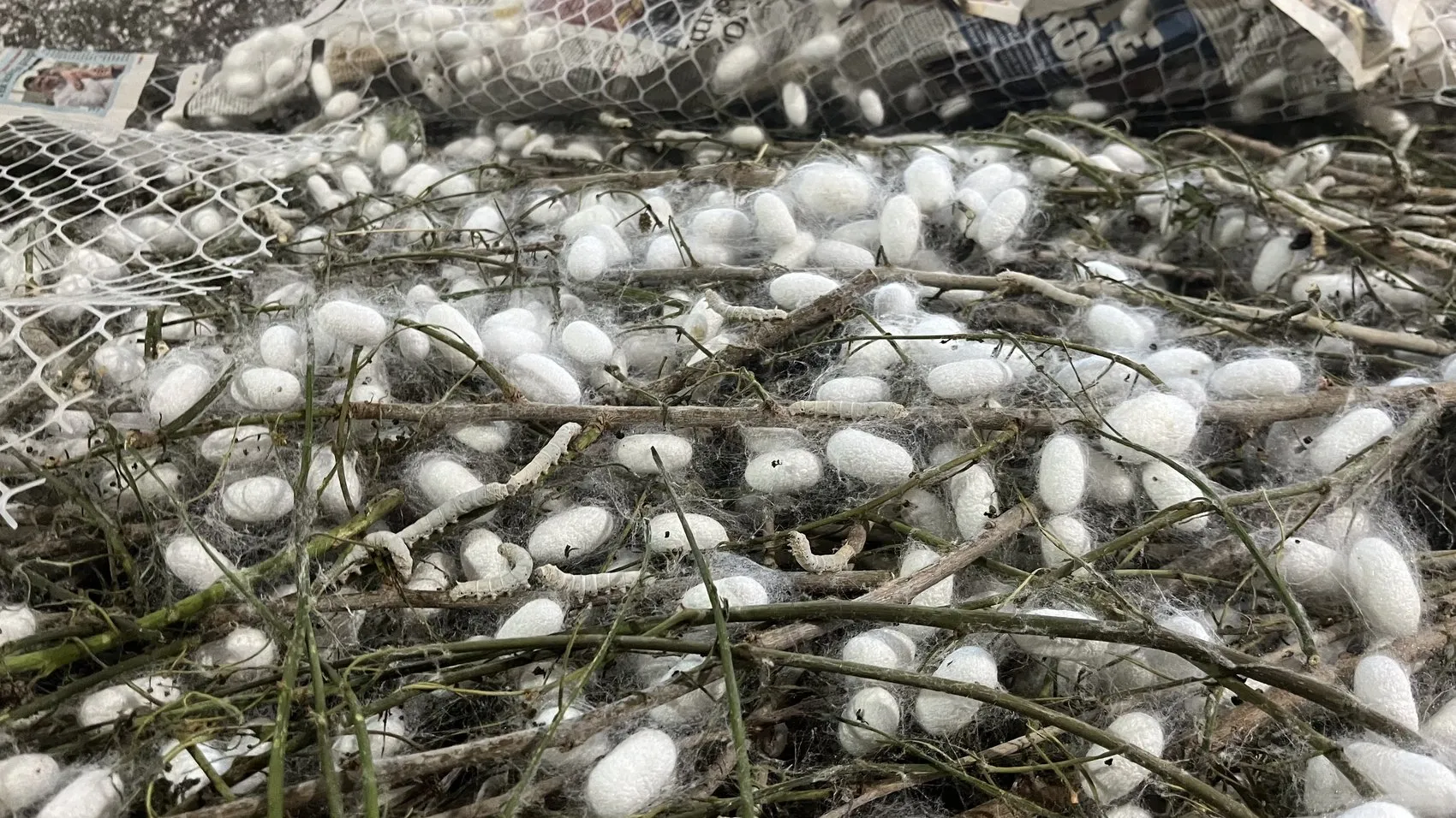 Nallıhan'da bir asırlık gelenekle gelen kazanç