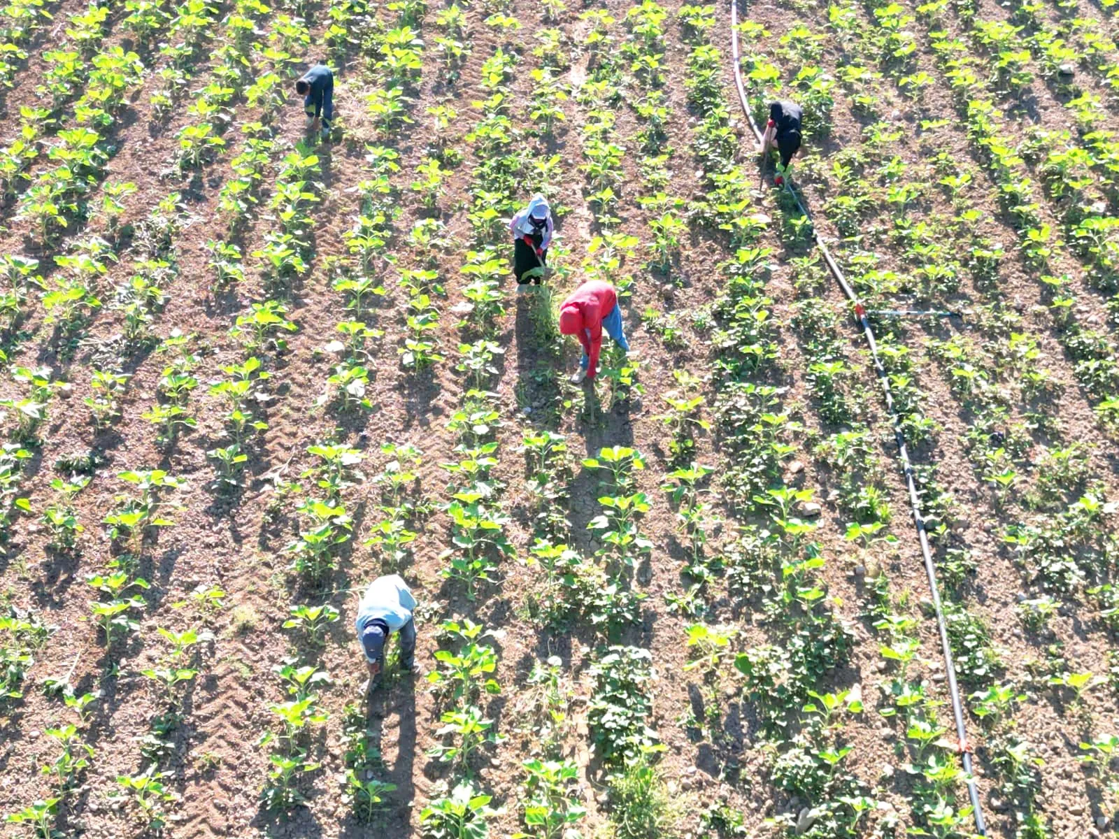 Urfalı tarım işçilerinin 600 kilometrelik zorlu ekmek yolculuğu