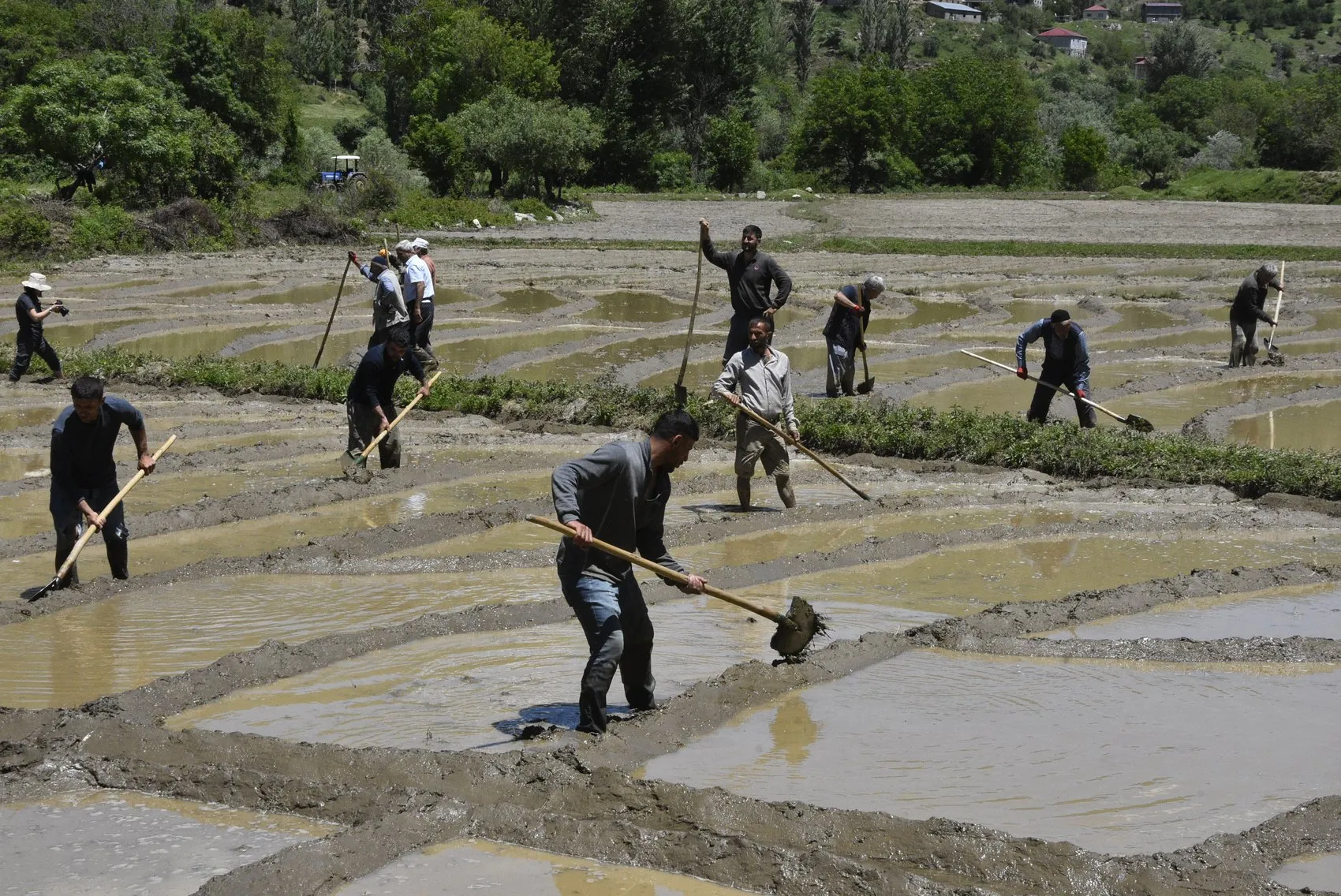 Bitlisli çiftçiler asırlık pirinç geleneğini sürdürüyor