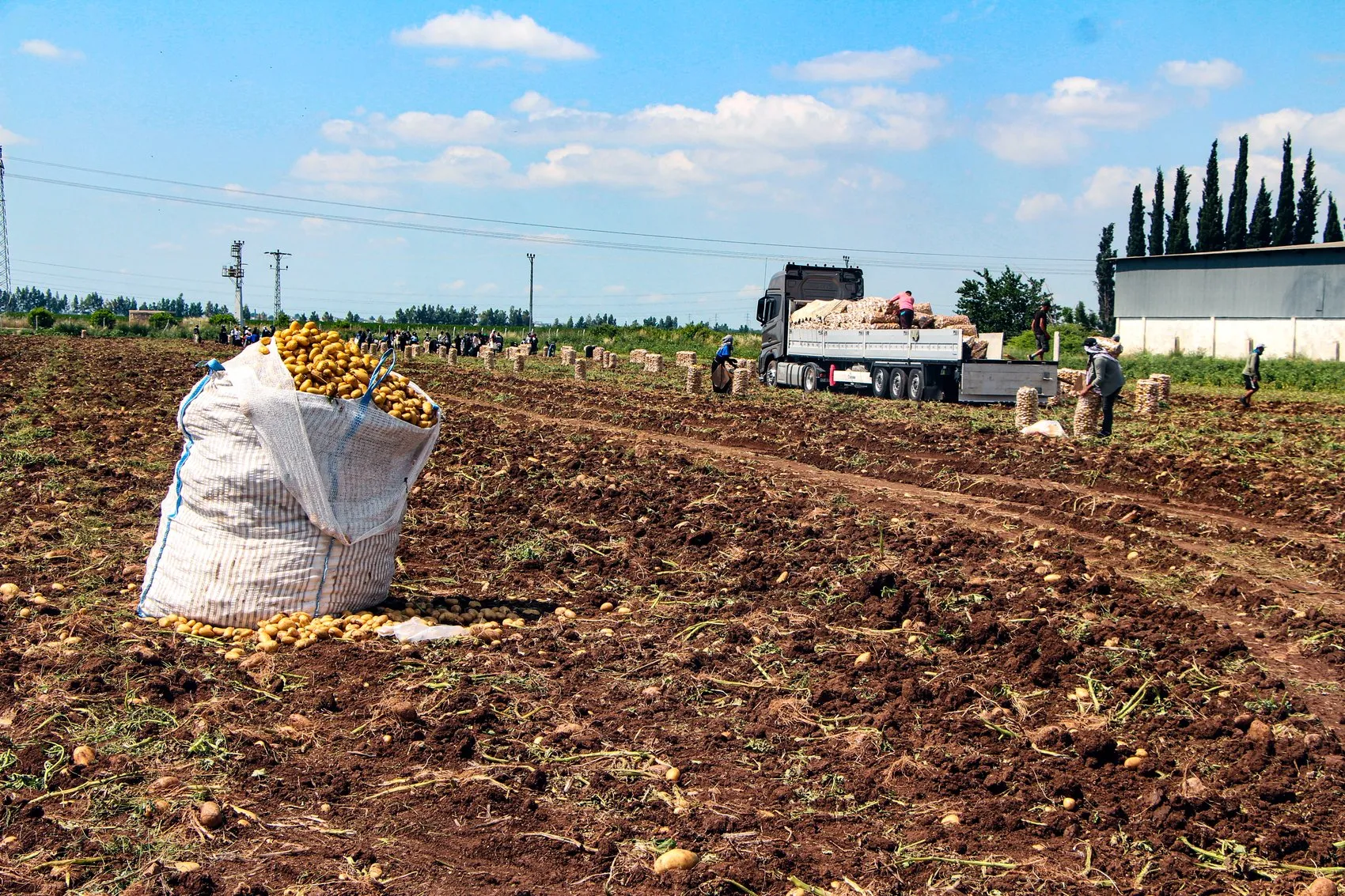 Çukurova’da patates bereketi fiyatı aşağı çekti