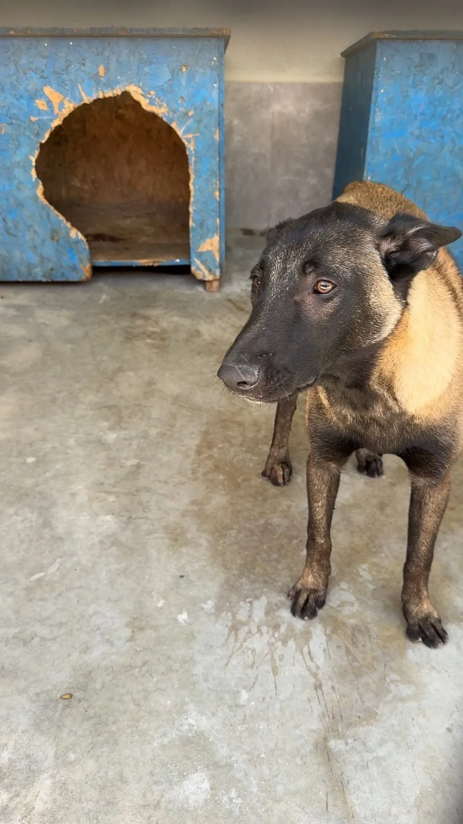 Avcılar'da köpeğe vahşice saldıran şahıs cezaevine gönderildi
