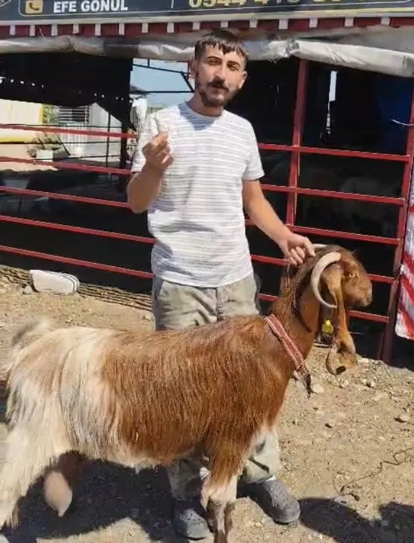 Osmaniyeli besicinin keçisi görenleri hayrete düşürdü