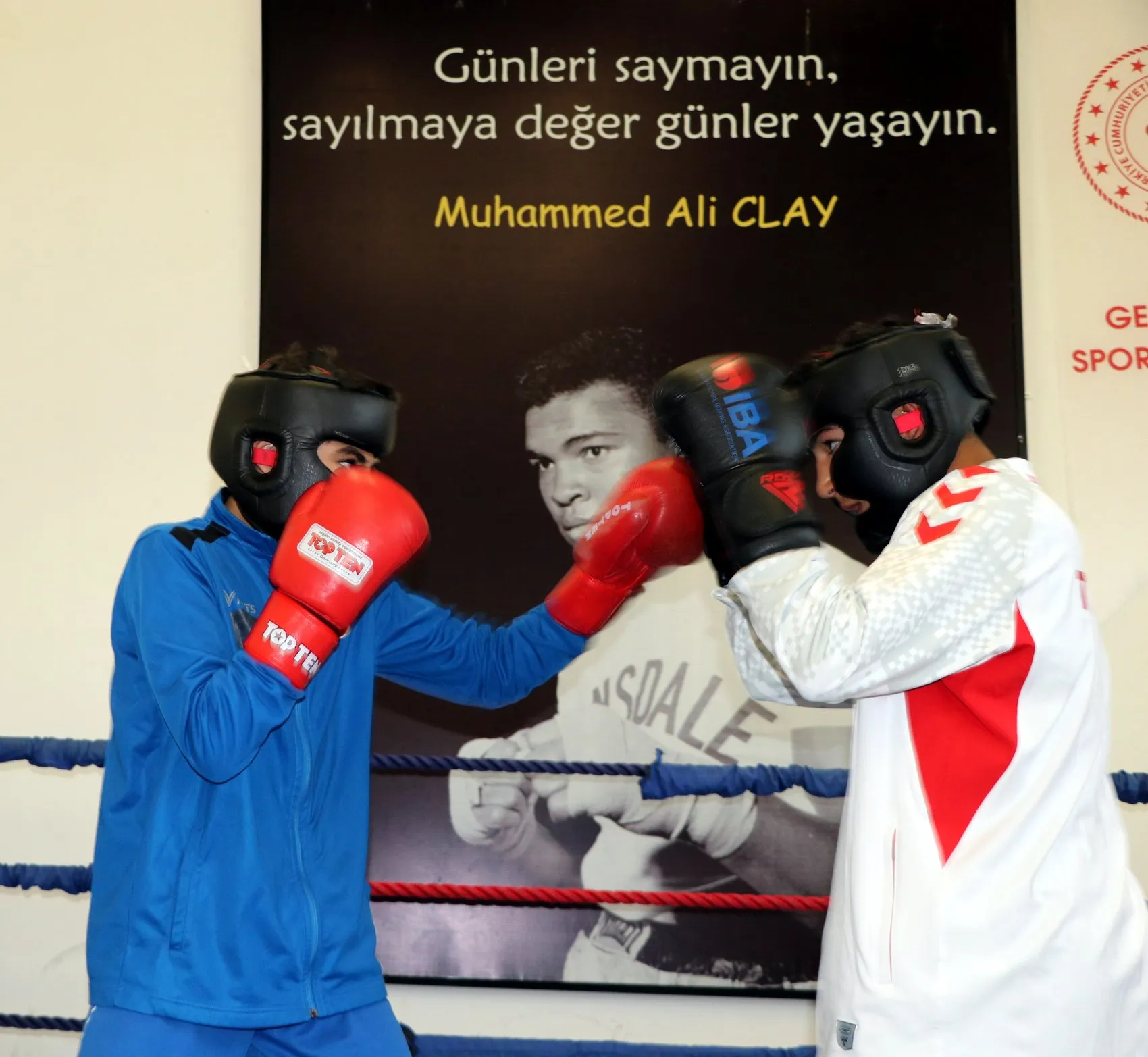 Vanlı boksör Senegal yolcusu