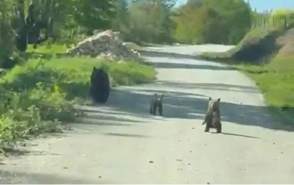 Düzce yollarında beklenmedik misafirler