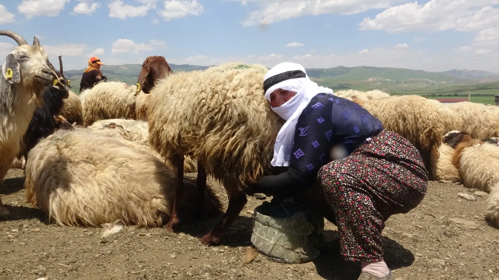 Yüksekova'da berivanlar gün ağarmadan yayla yoluna düşüyor