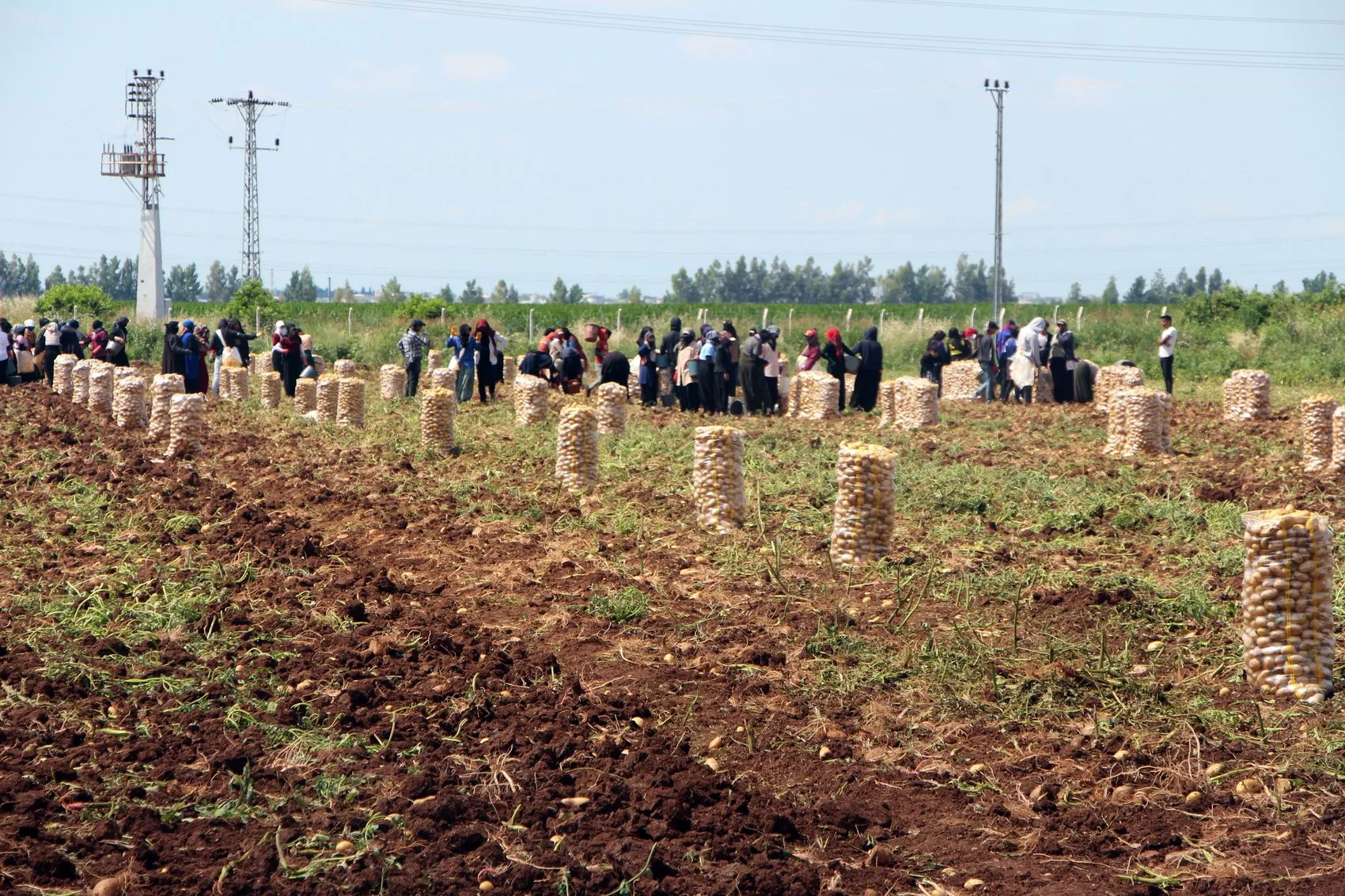 Çukurova’da patates bereketi fiyatı aşağı çekti