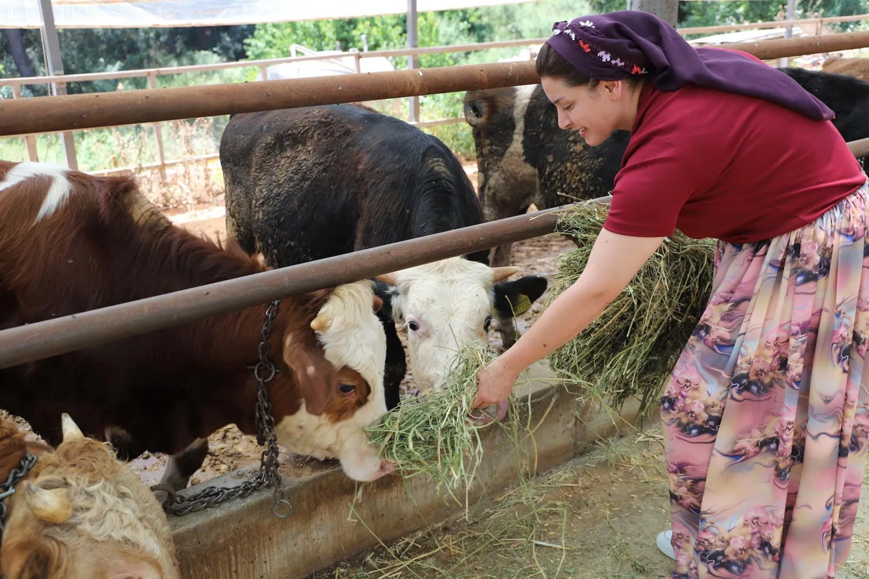 İzmirli kadın eşinin mirasını 120 büyükbaşla ayakta tutuyor