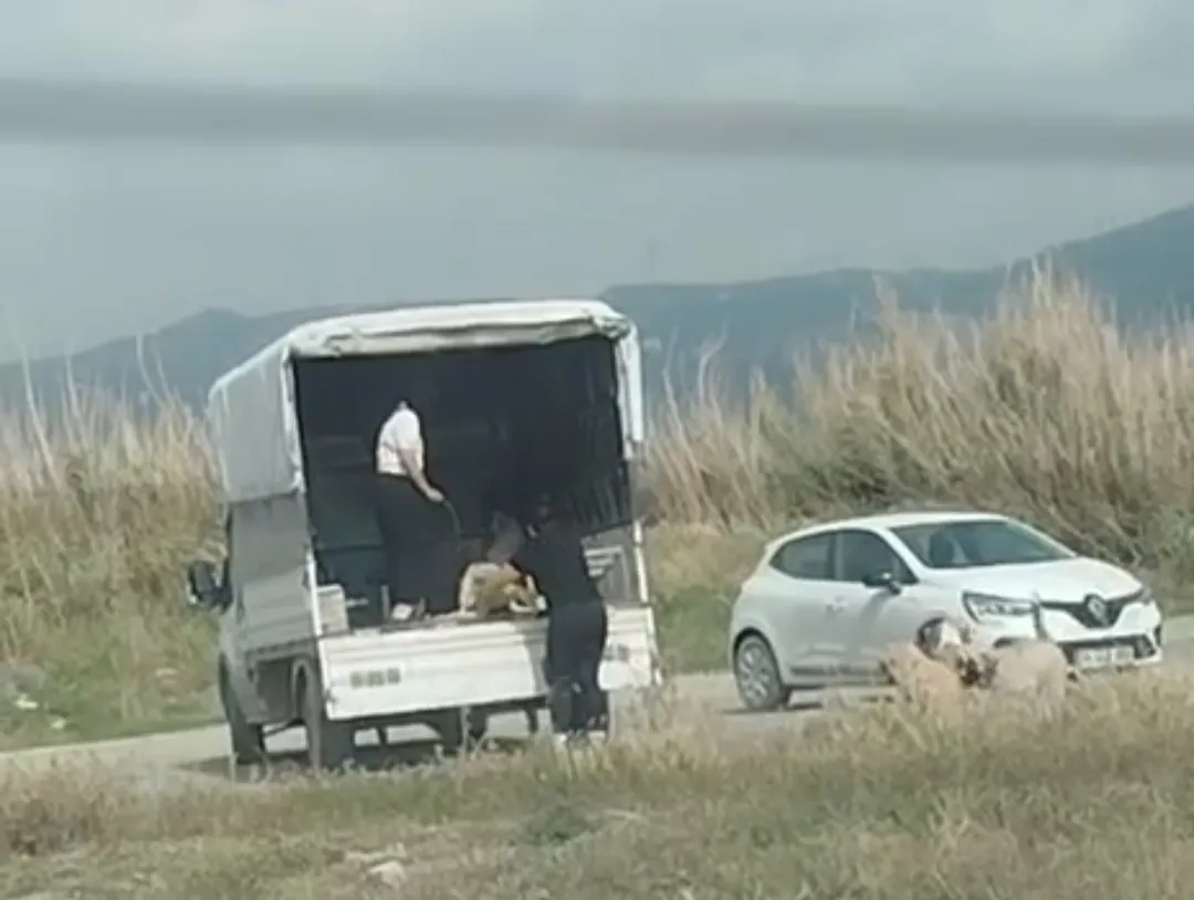 Milleyha Sulak Alanı'na kaçak köpek bırakıldı