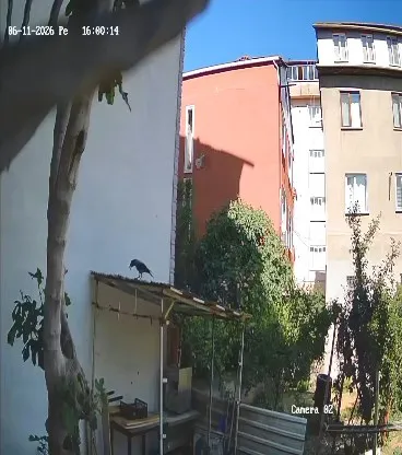 İzmitli öğretmenin tavuk yumurtalarını çalan karga kameraya yakalandı