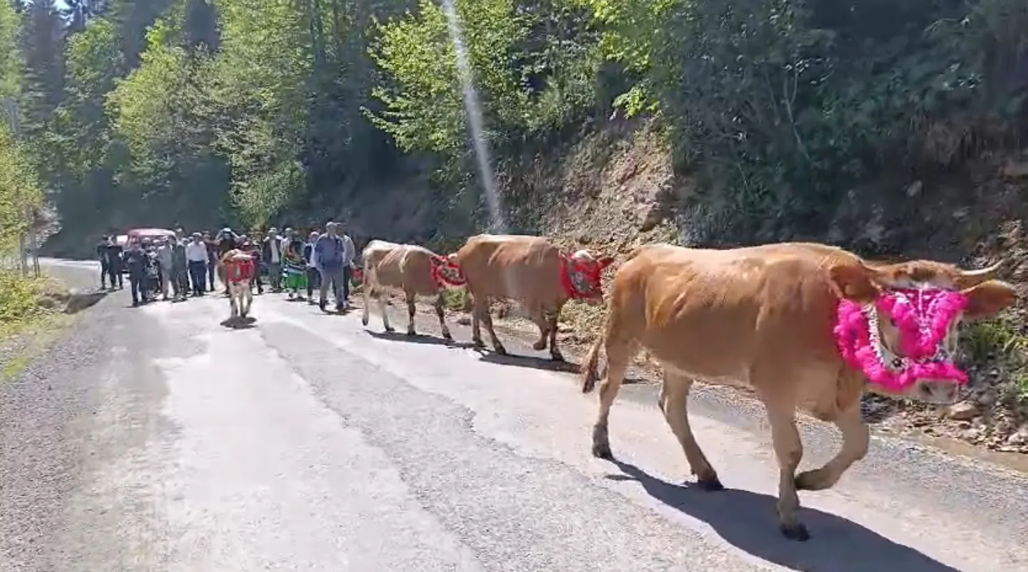 Trabzon'da yayla göçü şenliğe dönüştü