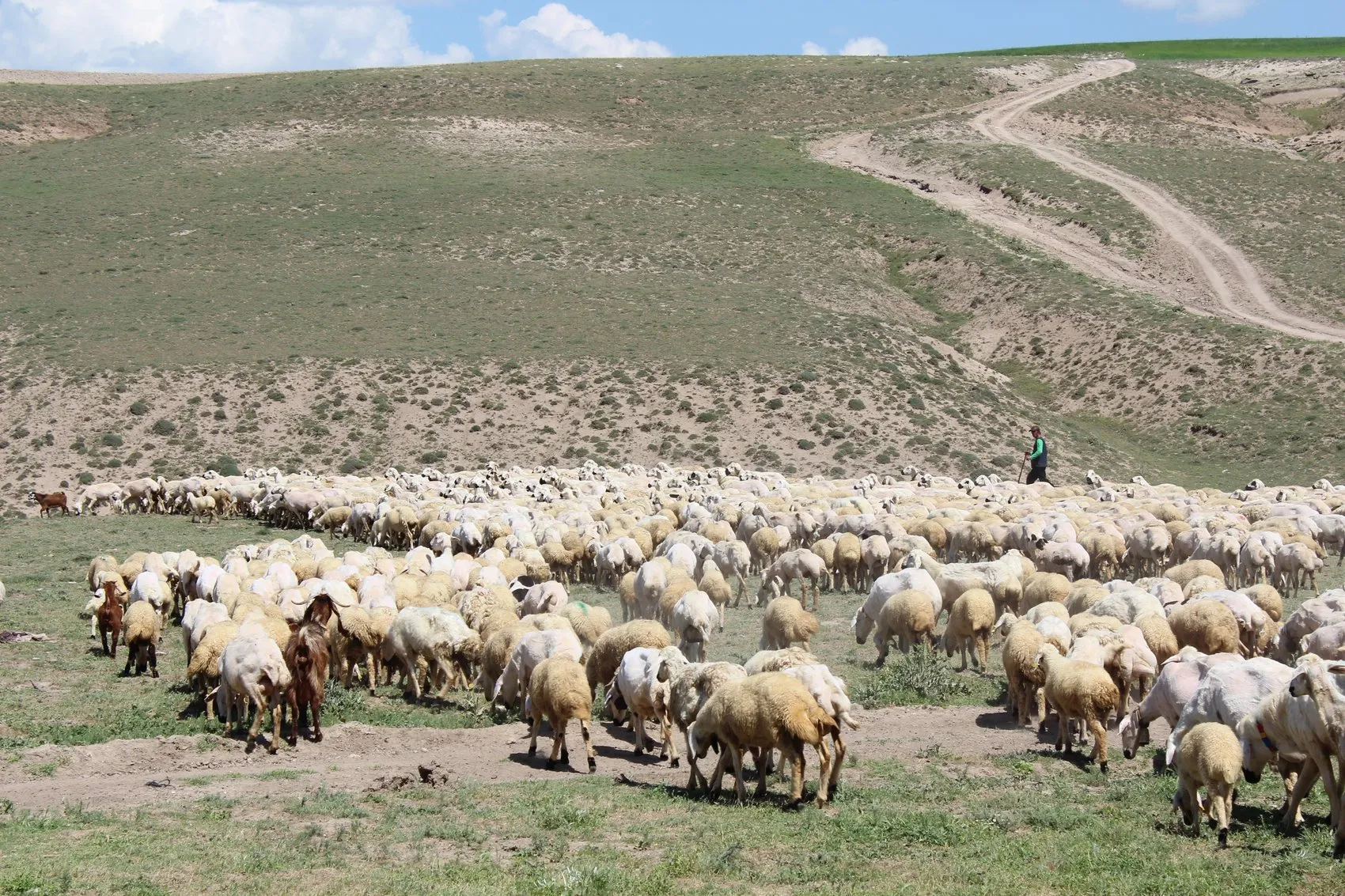 Aksaray hayvancılığında çoban krizine resmi çözüm geldi